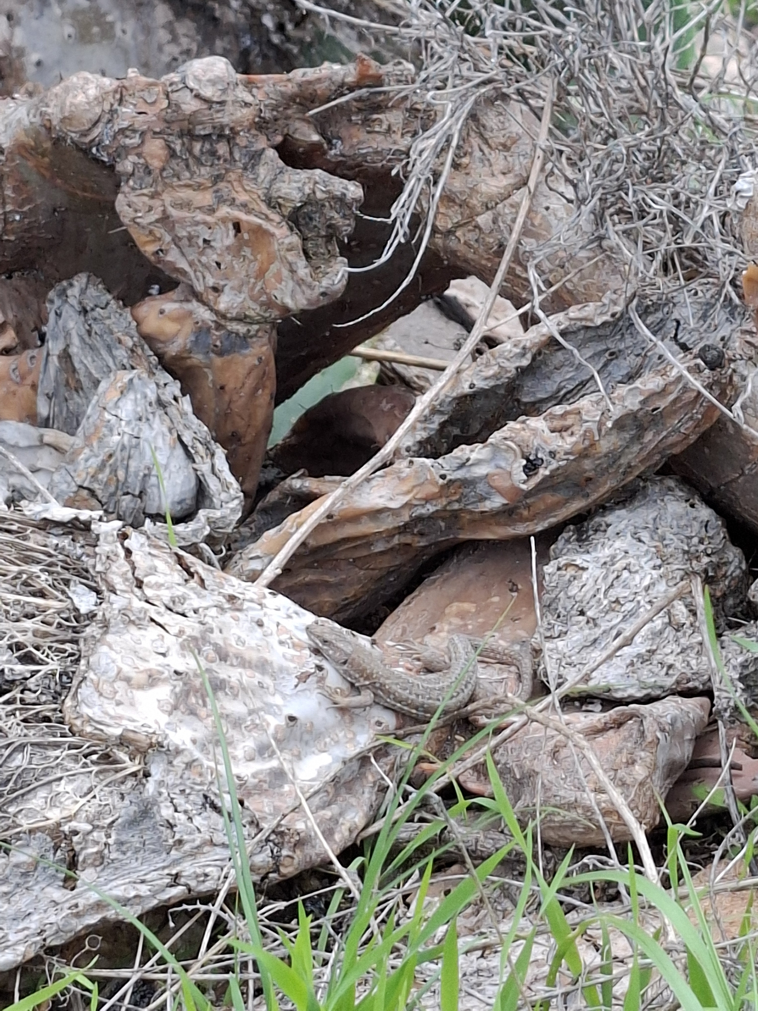 Lagarto Atlántico