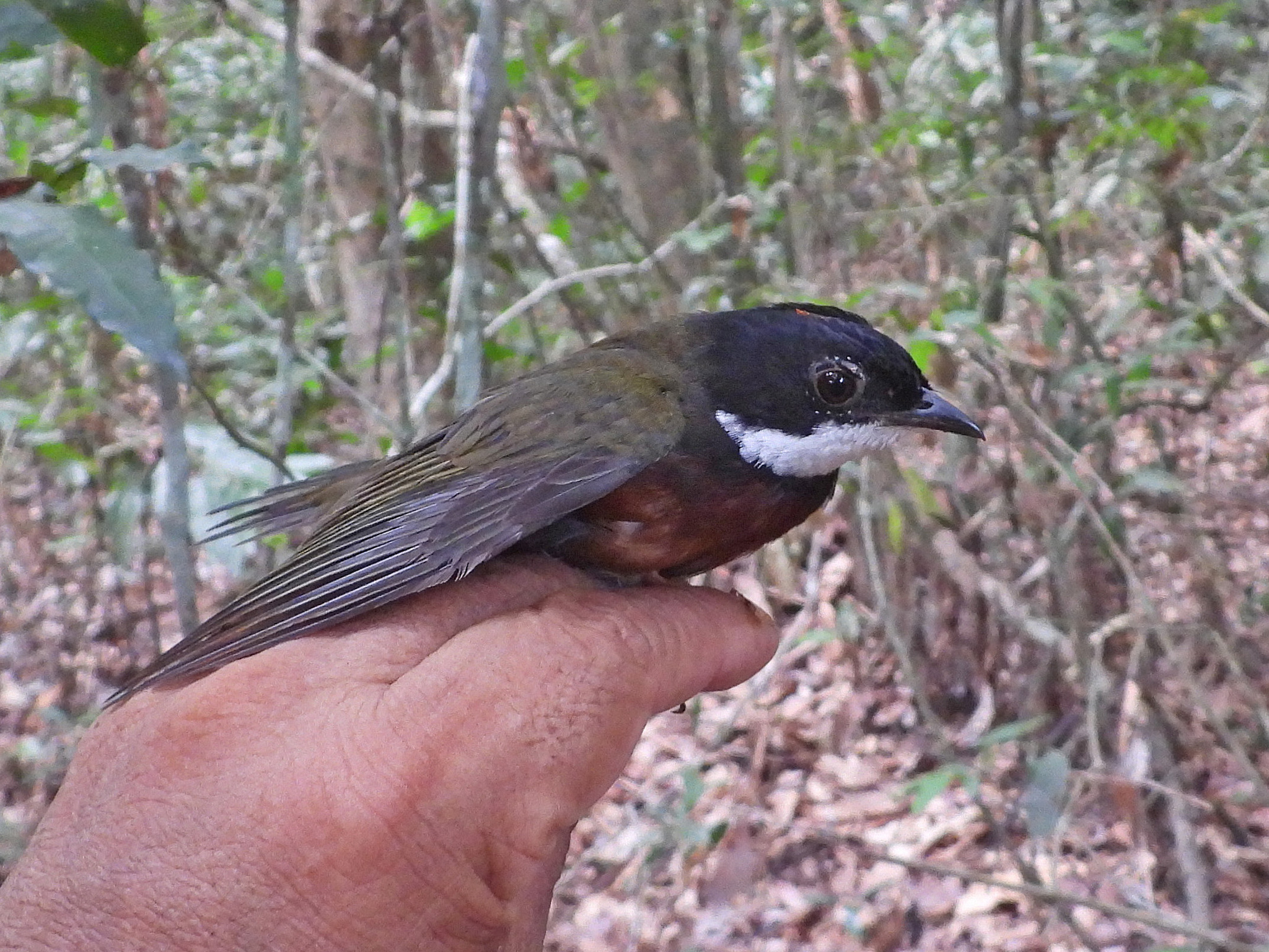 Flame-crested Manakin (Heterocercus linteatus), photo 1