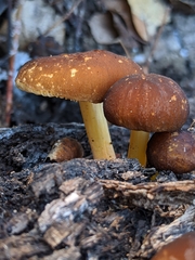 Pluteus romellii