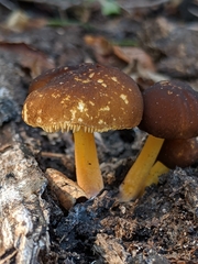 Pluteus romellii
