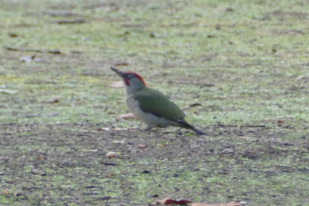 Iberian Green Woodpecker (Picus sharpei), photo 7