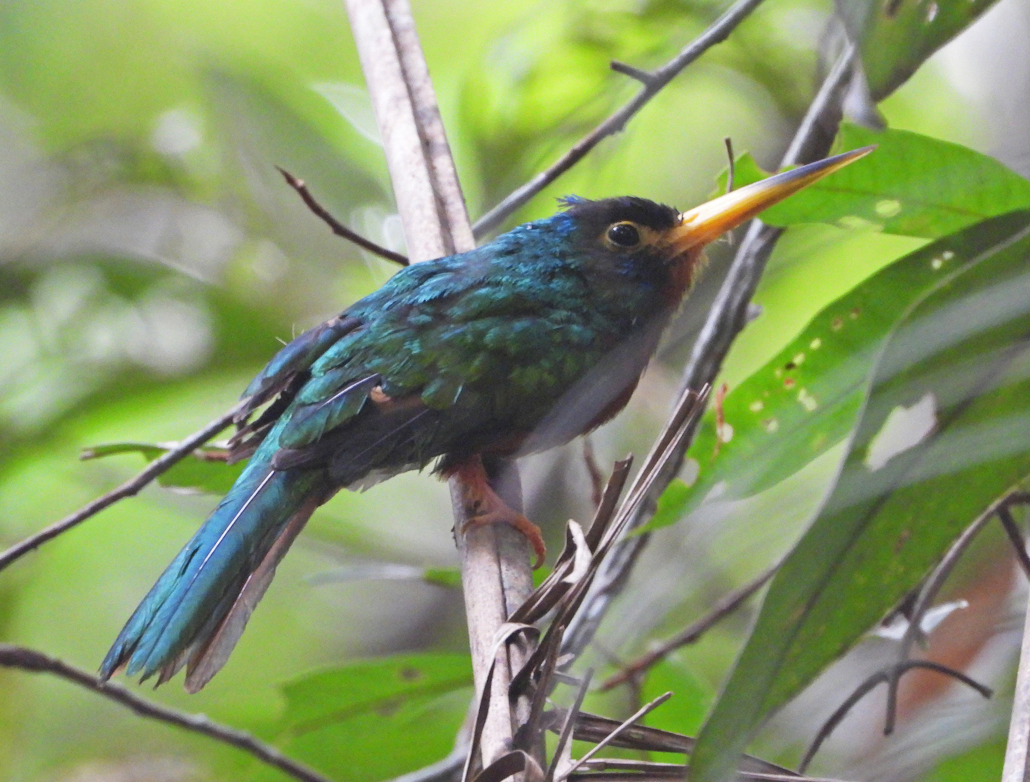 Blue-necked Jacamar (Galbula cyanicollis), photo 2