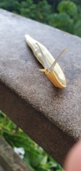 Vaginulus taunaisii