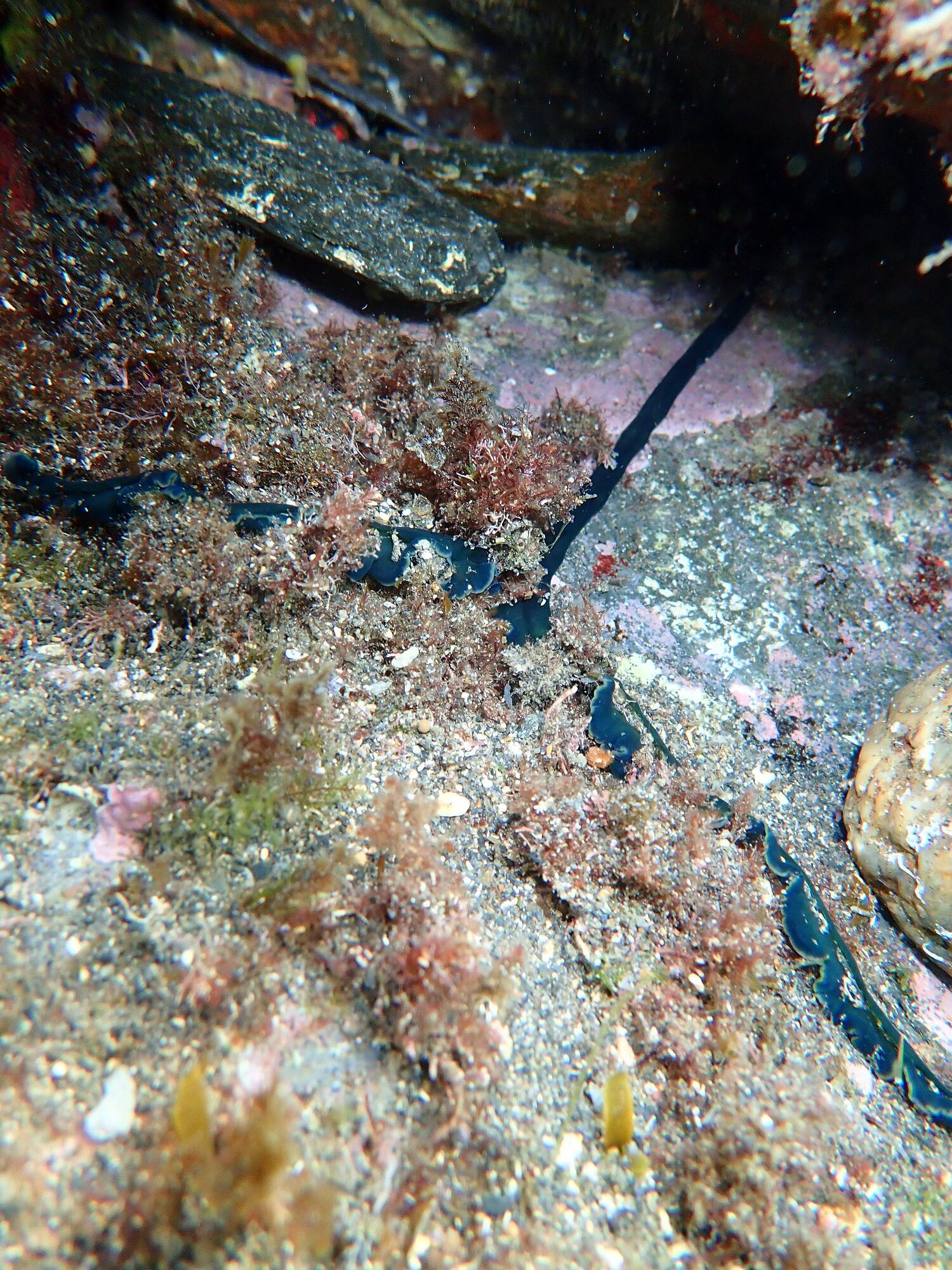 Bonellia viridis Rolando, 1822
