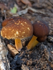 Pluteus romellii