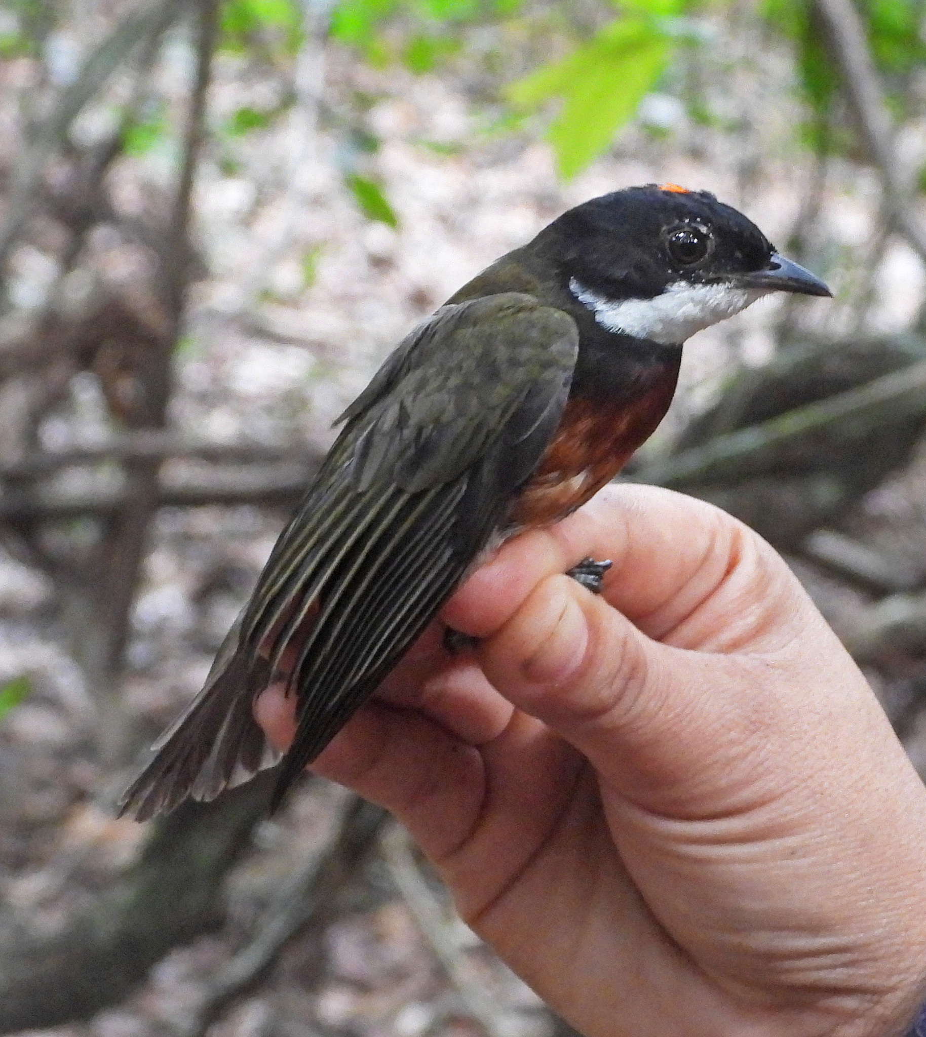 Flame-crested Manakin (Heterocercus linteatus), photo 2