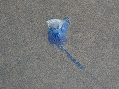Physalia physalis