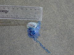 Physalia physalis