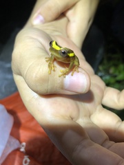 Dendropsophus bifurcus