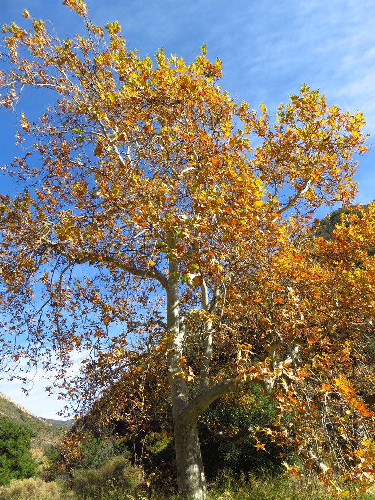 Western Sycamore From 31332 Silverado Canyon Rd Silverado CA 92676 western-sycamore-from-31332-silverado-canyon-rd-silverado-ca-92676