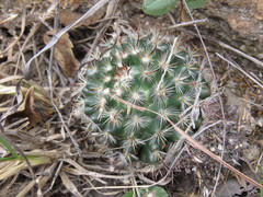 Mammillaria jaliscana jaliscana