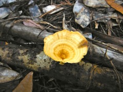 Microporellus obovatus