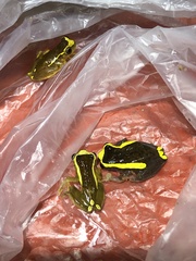 Dendropsophus bifurcus