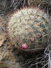 Mammillaria jaliscana jaliscana