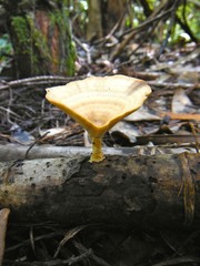 Microporellus obovatus