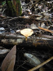 Microporellus obovatus