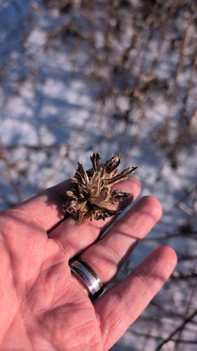Unknown species found near Naperville, IL 60565, USA