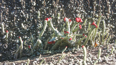 Cladonia transcendens