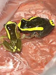 Dendropsophus bifurcus