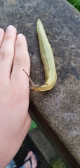 Vaginulus taunaisii