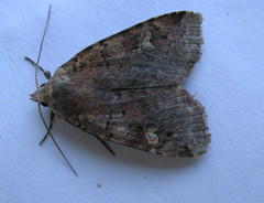 Diarsia jucunda