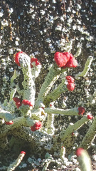 Cladonia transcendens