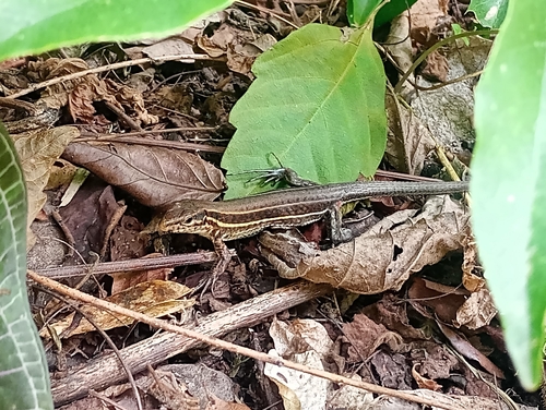 Leacher's Whiptail