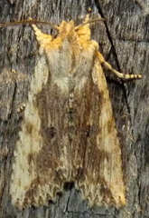 Lithophane patefacta