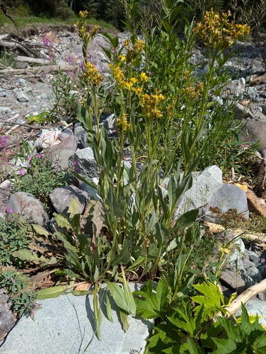 Senecio atratus, photograph 5