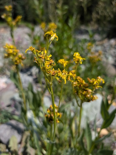Tall Blacktip Ragwort (Senecio atratus)