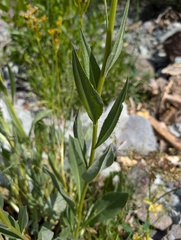 (c) Zac Peterson, some rights reserved (CC BY) Senecio atratus, photograph (c) Zac Peterson, some rights reserved (CC BY)
