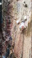 Coelostomidia pilosa