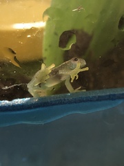 Cochranella resplendens