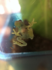 Cochranella resplendens