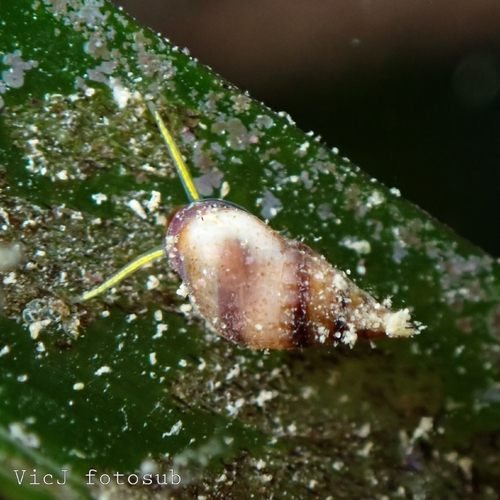 Rissoa violacea
