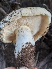 Tricholoma manzanitae