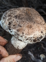 Tricholoma manzanitae
