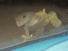 Cochranella resplendens