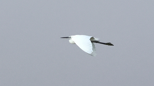 Little Egret