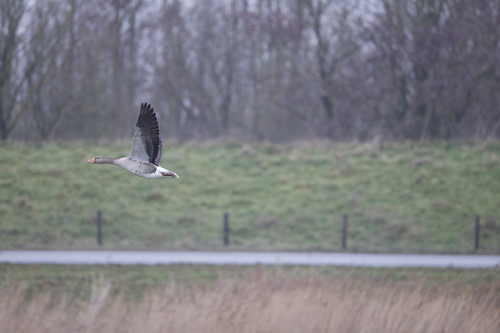 Grauwe Gans observed by luukieluuk
