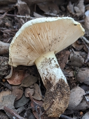 Tricholoma manzanitae