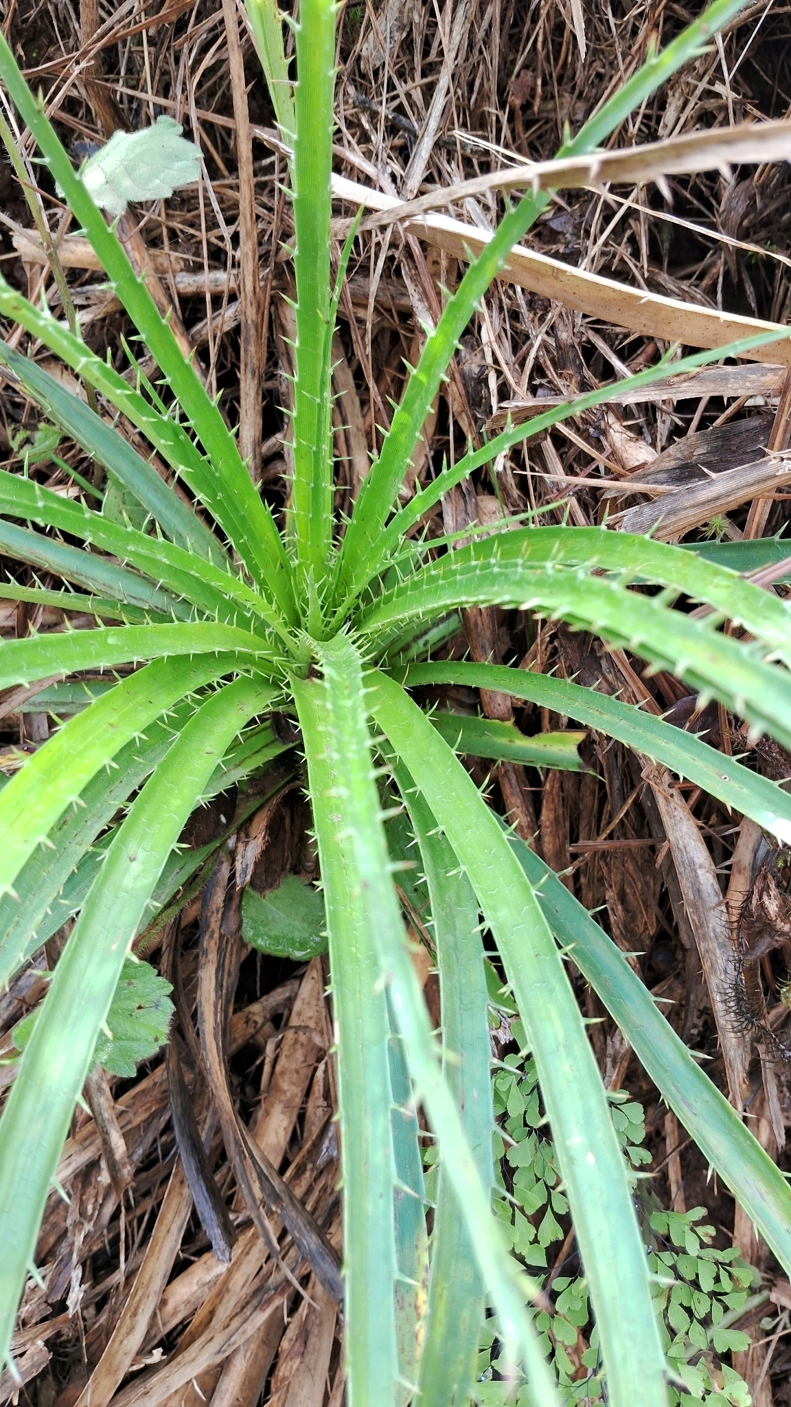 Imagem de Caraguatá