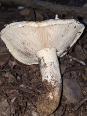 Tricholoma manzanitae