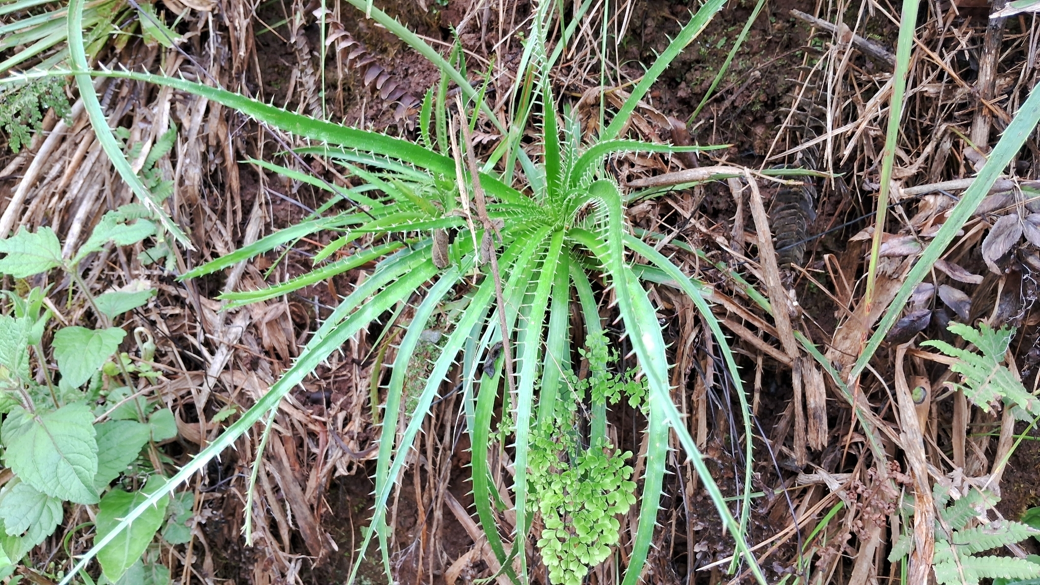 Imagem de Caraguatá