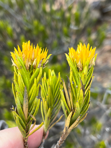 Rank Gumbush (Pteronia fasciculata)