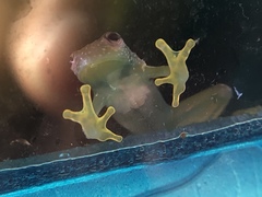 Cochranella resplendens