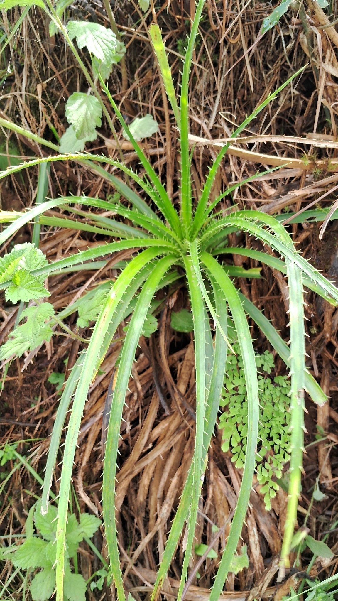 Imagem de Caraguatá