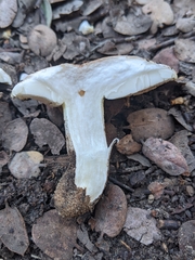 Tricholoma manzanitae