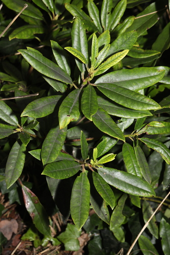 Pontian rhododendron