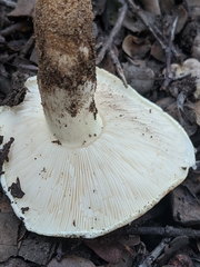 Tricholoma manzanitae